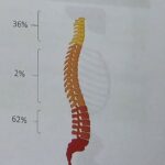 Bandscheibenvorfall, wie häufig tritt dieser an den einzelnen Wirbelabschnitten auf